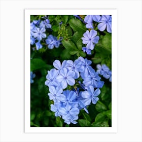 Blue plambago flowers Art Print