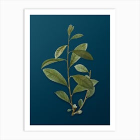 Vintage Grey Willow Botanical Art on Teal Blue n.0032 Art Print