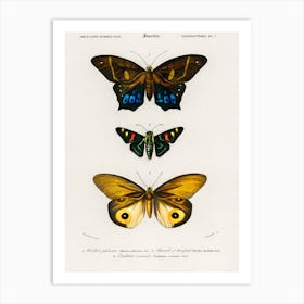 Different Types Of Butterfly, Charles Dessalines D'Orbigny 1 Art Print