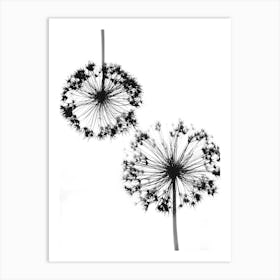 White black alliums 1 Art Print