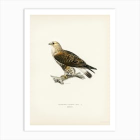 Rough Legged Hawk, The Von Wright Brothers Art Print