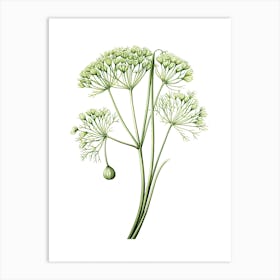 Fennel Vintage Botanical Herbs 2 Art Print