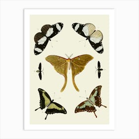 Vintage Moths Art Print