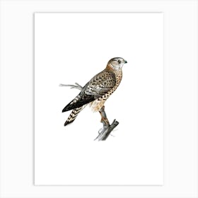 Vintage Merlin Falcon Female Bird Illustration on Pure White n.0138 Art Print