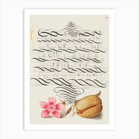 Dianthus And Almond From Mira Calligraphiae Monumenta, Joris Hoefnagel Art Print