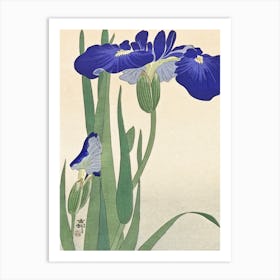 Blue Irises (1900 1930), Ohara Koson Art Print