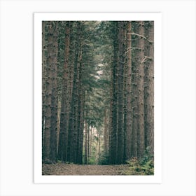 Path Through A Forest Art Print