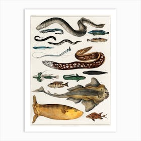 Collection Of Various Fishes, Oliver Goldsmith 2 Art Print