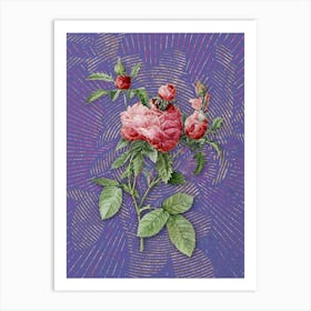 Vintage Cabbage Rose Botanical Illustration on Veri Peri n.0151 Art Print