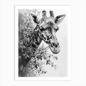 Giraffe Eating Berries Pencil Drawing 1 Art Print