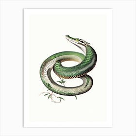 Boomslang Snake 1 Vintage Art Print