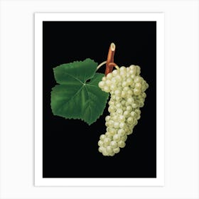 Vintage White Grape Botanical Illustration on Solid Black n.0043 Art Print