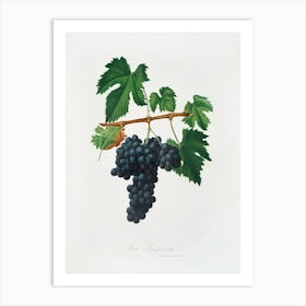 Lacrima Grapes (Vitis Vinifera Vallisarnensis) From Pomona Italiana (1817 1839), Giorgio Gallesio 1 Art Print