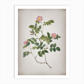 Vintage Sweetbriar Rose Botanical on Parchment n.0174 Art Print