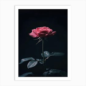 Dark Rose 3 Art Print