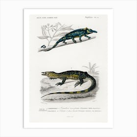 Two Horned Chameleon (Furcifer Bifidus), Charles Dessalines D' Orbigny Art Print