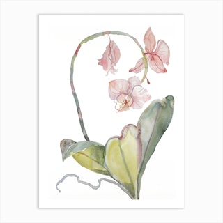 Orchid 8 Art Print