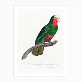 The Cuban Amazon From Natural History Of Parrots, Francois Levaillant 1 Art Print