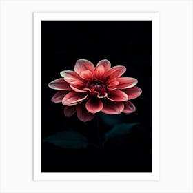 Dahlia Flower 16 Art Print