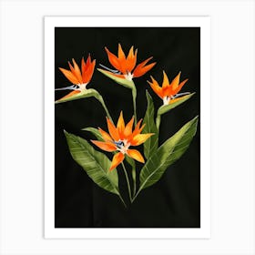 Bird Of Paradise 69 Art Print