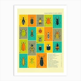 Common Beetles Of North America Art Print