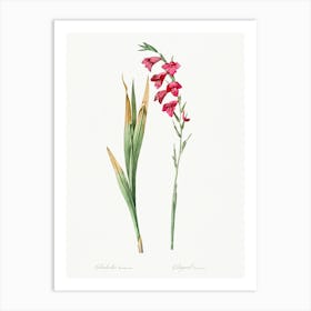 Eastern Gladiolus Illustration From Les Liliacées (1805), Pierre Joseph Redoute Art Print