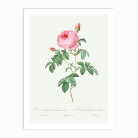 Burgundy Cabbage Rose, Pierre Joseph Redoute Art Print