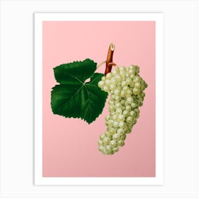 Vintage White Grape Botanical on Soft Pink n.0342 Art Print