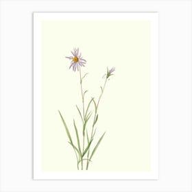 Aster Art Print