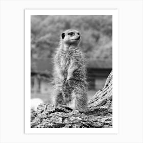 Standing Meerkat Black and White  Art Print