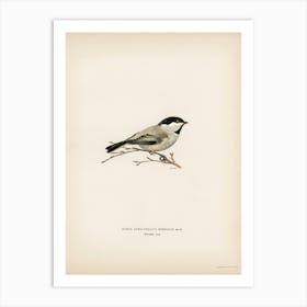 Black Capped Chickadee (Parus Atricapillus), The Von Wright Brothers Art Print