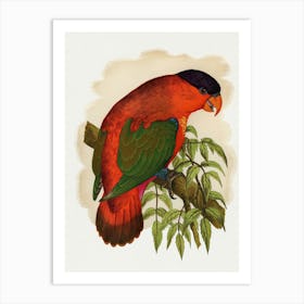 King Parrot 3 Art Print