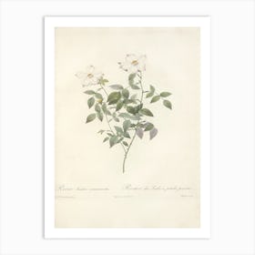 Rose Illustration, Pierre Joseph Redoute (65) Art Print