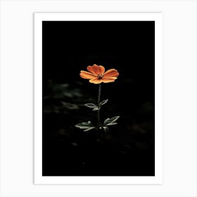 Single Flower In The Dark 2 Art Print