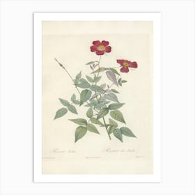 Rose Illustration, Pierre Joseph Redoute (85) Art Print