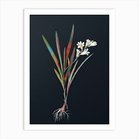 Vintage Gladiolus Xanthospilus Botanical Watercolor Illustration on Dark Teal Blue n.0655 Art Print