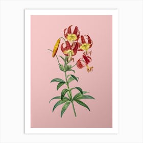 Vintage Turban Lily Botanical on Soft Pink Art Print