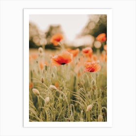 Red Poppy Flowers Art Print
