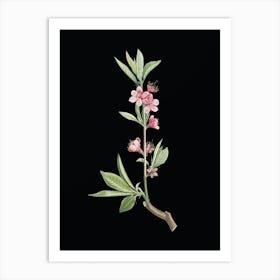 Vintage Pink Flower Branch Botanical Illustration on Solid Black n.0433 Art Print