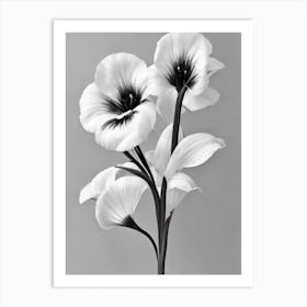 Lisianthus B&W Pencil 2 Flower Art Print