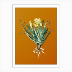 Vintage Crimean Iris Botanical on Sunset Orange n.0082 Art Print