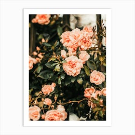 Pink Camellia Flowers Art Print