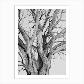 The old oak Art Print