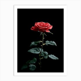 Single Rose On Black Background 6 Art Print