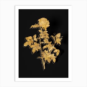 Vintage Pink Rosebush Botanical in Gold on Black n.0268 Art Print