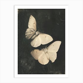 Two White Butterflies 1 Art Print