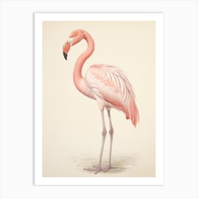 Vintage Bird Drawing Greater Flamingo Art Print