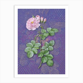 Vintage Damask Rose Botanical Illustration on Veri Peri n.0184 Art Print