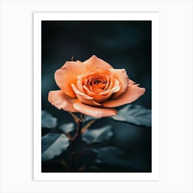 Orange Rose 11 Art Print