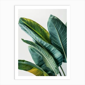 Tropical Leaves On White Background 1 Art Print